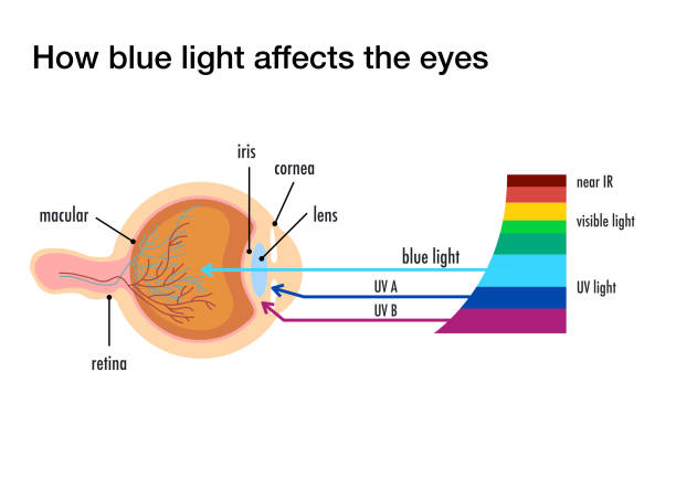 Blue Light Damage Eyes